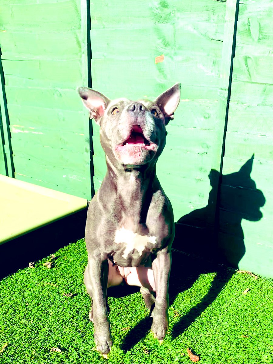 IsaMary2021's tweet image. Watch out - This treat is mine! #CatchIt #PetMunchies #TrainingTreats #Dogs #DogTwitter #IsaMary @PetMunchies