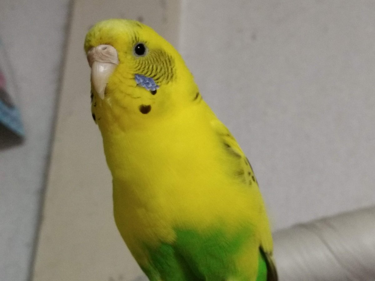 たじまんず tweet media