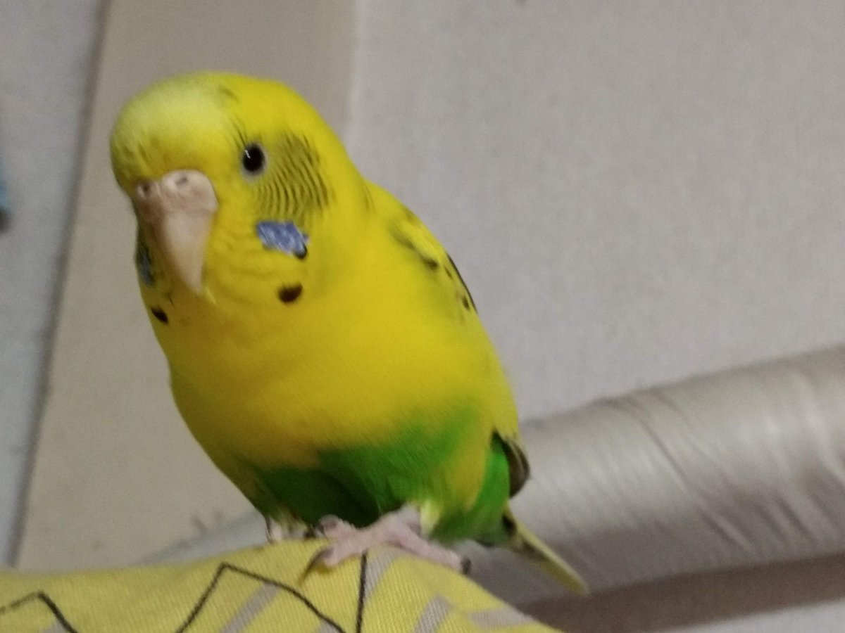 たじまんず tweet media