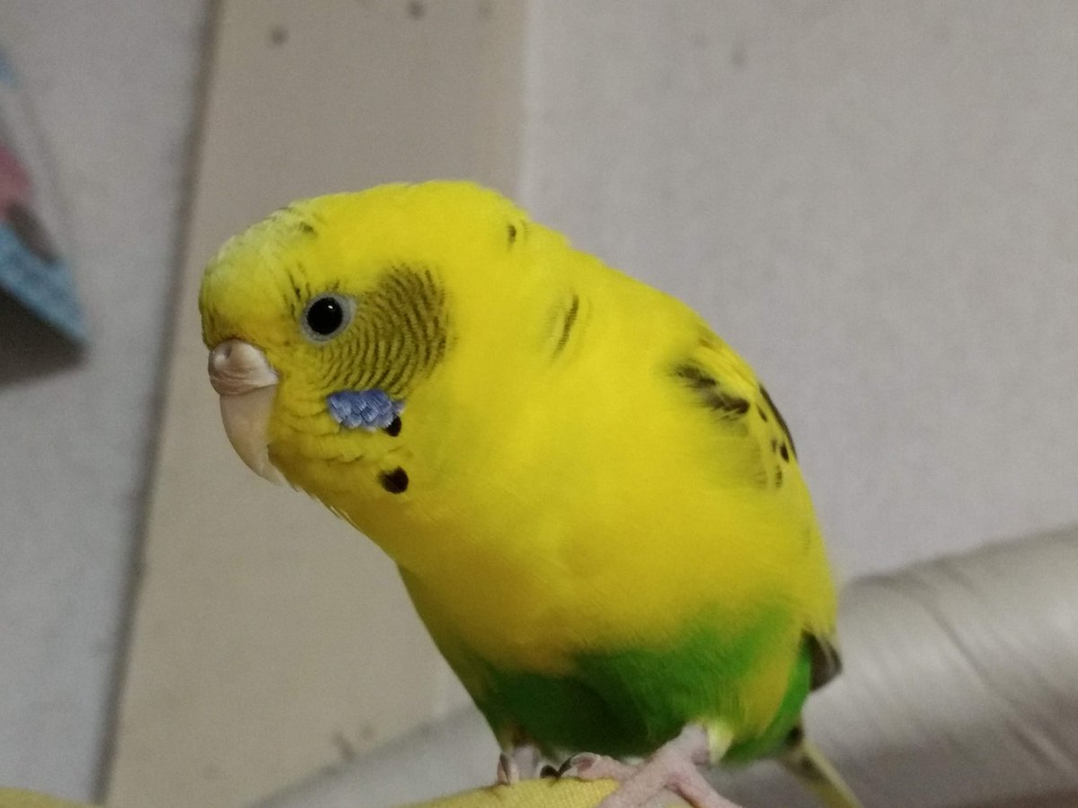 たじまんず tweet media