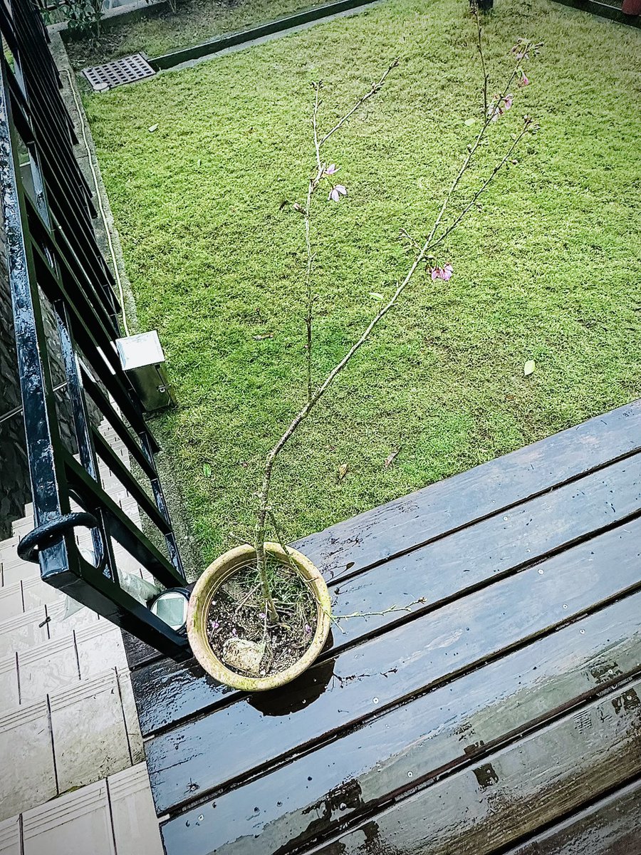 AmberBeHere  tweet media