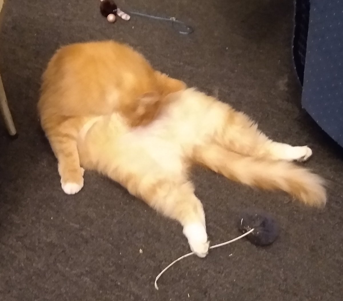 SMost5's tweet photo. Working on my belly
🙀😹😻
~Peaches
#AlwaysCleaning
#CatsOfTwitter
#Kittylove https://t.co/xmGMYs31rz