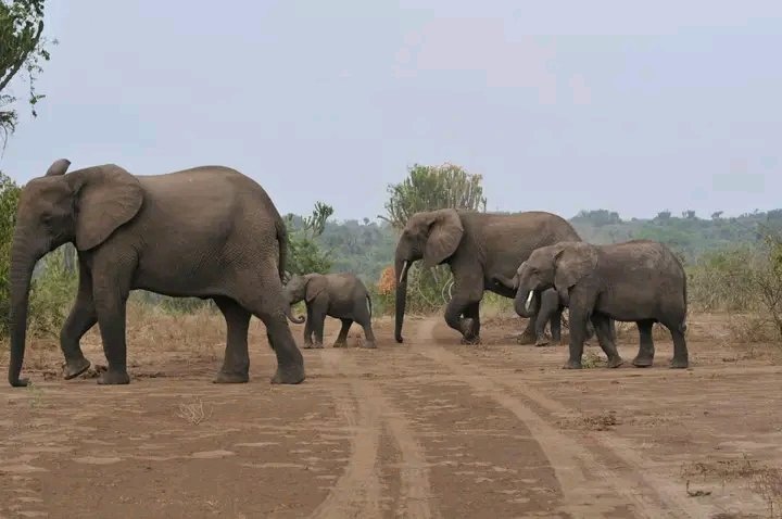 Dennislwanga's tweet photo. 📌Queen #Elizabeth #National #Park With its #summation of #glamour, #Flora or #Plants #Fauna, the Wild, it’s endless landscape The Kazinga Channel famously for its abundant #Elephants that cross to shores in the afternoon for #Siphoning. https://t.co/yHLq2rFbzh