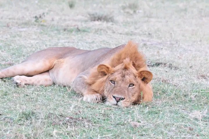 Dennislwanga's tweet photo. 📌Queen #Elizabeth #National #Park With its #summation of #glamour, #Flora or #Plants #Fauna, the Wild, it’s endless landscape The Kazinga Channel famously for its abundant #Elephants that cross to shores in the afternoon for #Siphoning. https://t.co/yHLq2rFbzh