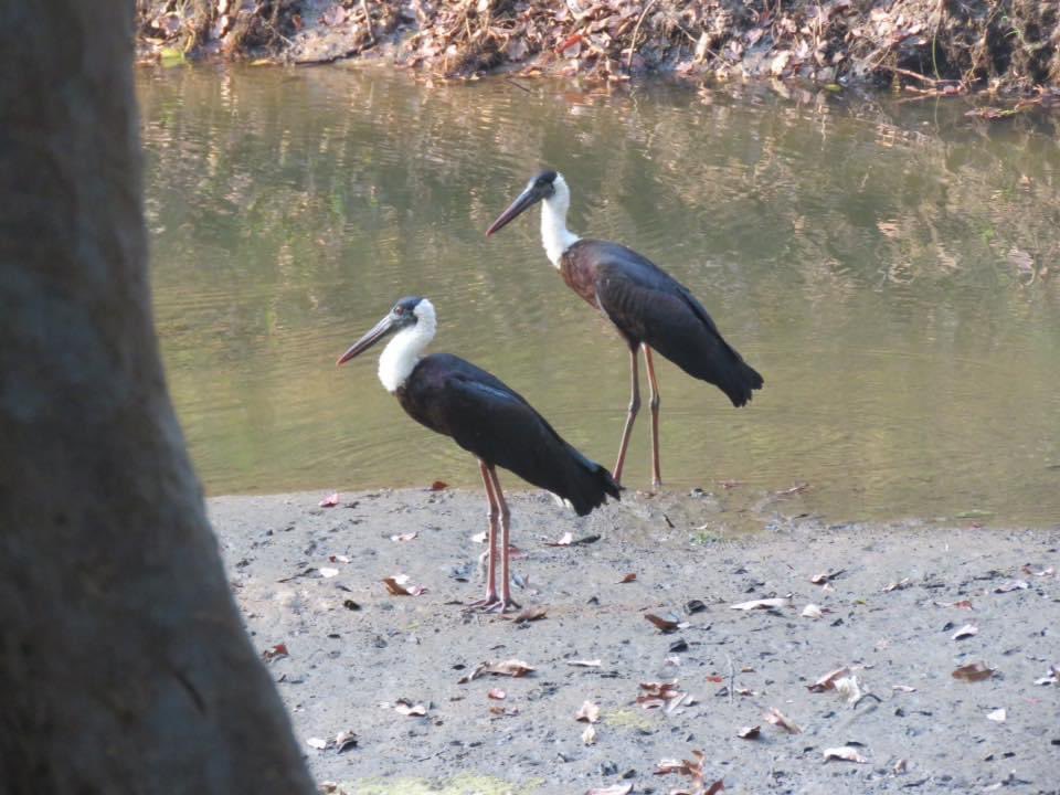 When a stork….smiles …
Smile back !😁

I felt it was smiling at me❤️

Few weeks ago….

#bigbirds #storks #birdsarebeautiful #IndiAves #vrupix