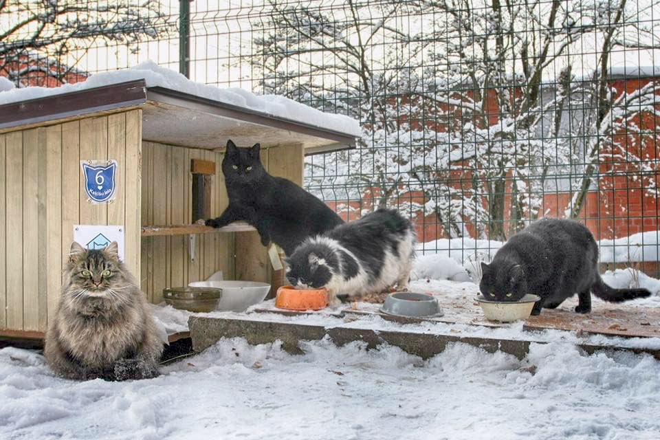 The level of terror in #Belarus: A woman was arrested for a call in a chat to gather &amp; celebrate opening of a cat house. According to atterney "the nature and degree of public harm … belongs to the category of gross, aimed at destabilizing the situation in society and the state"