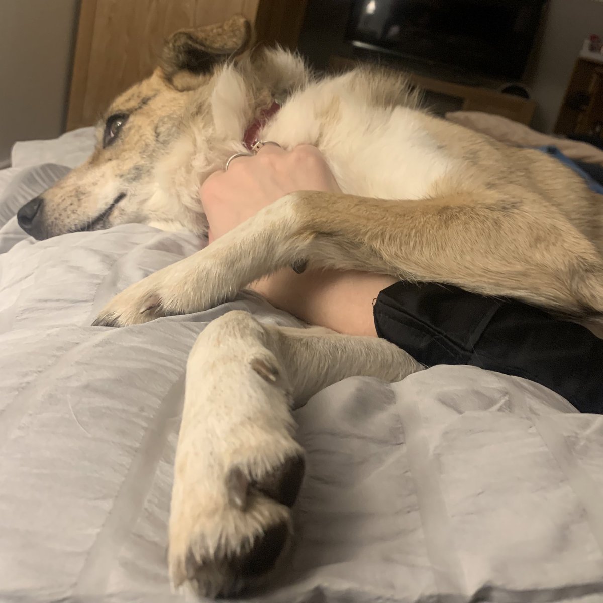 When your dog loves you but isn’t naturally cuddly or affectionate, those times she does come in for proper snuggles properly melt my heart. ❤️

#rescuedog #rommierescue #harleyquinn #sundaymorningsnuggles #aodorethisdog