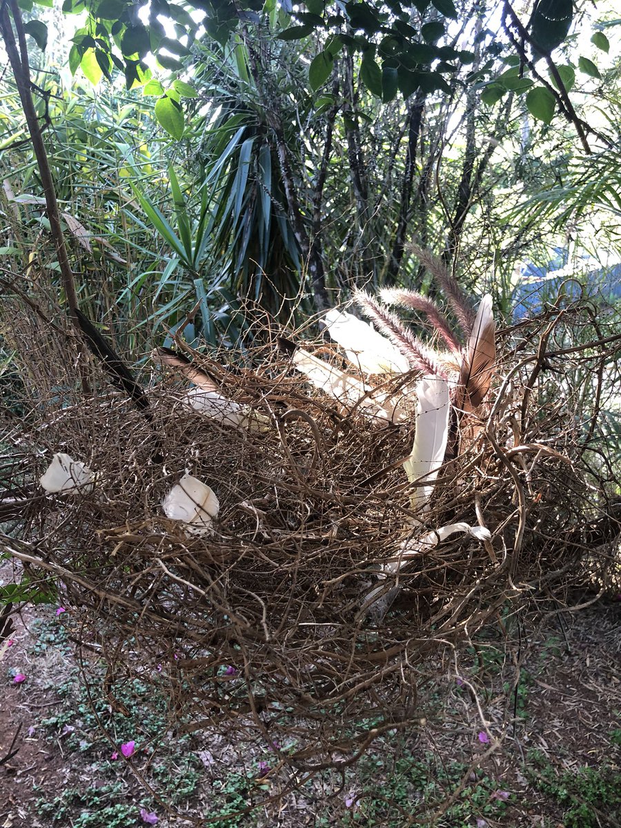 MandalouAu's tweet photo. Time in the garden weaving a large birds nest for under the Grevillea tree I used dried wait a while vine was perfect except for avoiding the huge thorns 🌾🕊🪺 #weaving #gardens #artist #thingswedo #creativeprocess #nftartist #natures #beauty https://t.co/oGClCgyS2M