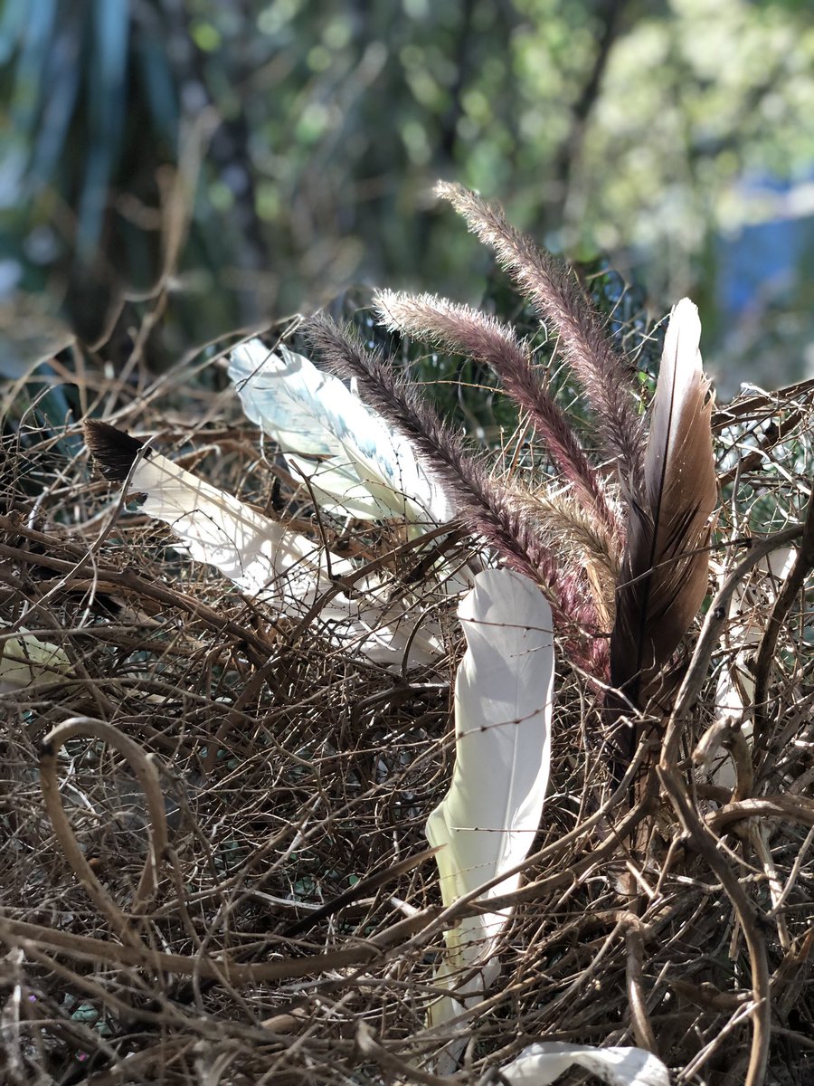 MandalouAu's tweet photo. Time in the garden weaving a large birds nest for under the Grevillea tree I used dried wait a while vine was perfect except for avoiding the huge thorns 🌾🕊🪺 #weaving #gardens #artist #thingswedo #creativeprocess #nftartist #natures #beauty https://t.co/oGClCgyS2M