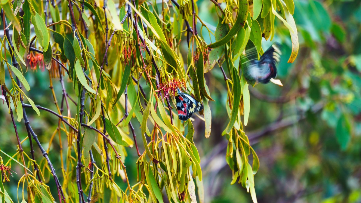 JMCPhotography4's tweet photo. Delias butterfly’s  @NatGeoPhotos #Butterflies #butterfly #BirdsSeenIn2023 #photooftheday #PHOTOS #photo #photographer #nature #NaturePhotography #wild #wildlifephotography #wildlife #Travel #travelphotography #Australia #melbourne #sony #SonyAlpha #insects #Macro #colours #wings https://t.co/AgKiknZ1jF