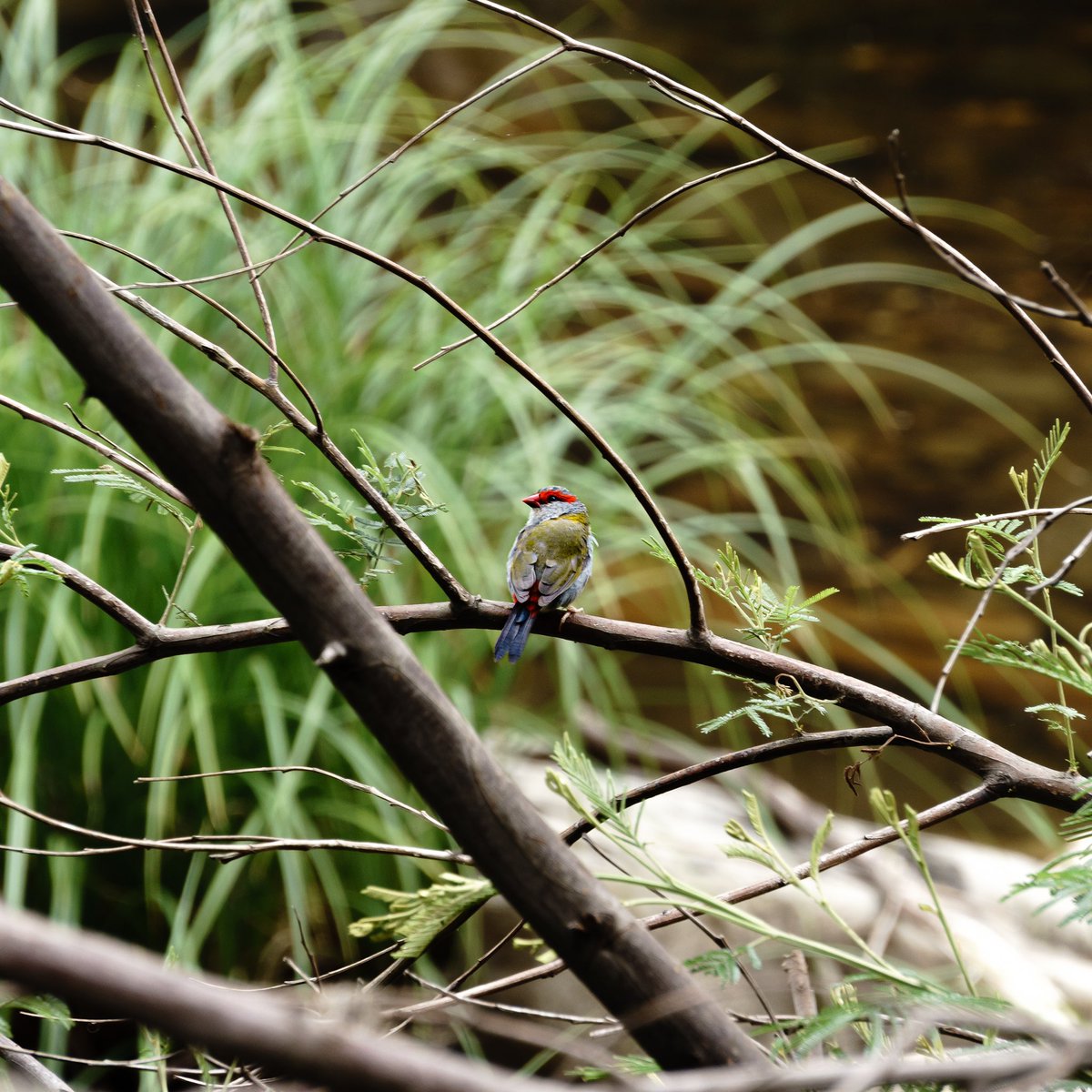 JMCPhotography4's tweet photo. A Neochmia perched on a branch @NatGeoPhotos #birds #BirdsOfTwitter #BirdsSeenIn2023 #photooftheday #PHOTOS #photo #photographer #nature #NaturePhotography #wild #wildlifephotography #wildlife #Travel #travelphotography #Australia #sony #SonyAlpha #Melbourne #Victoria #wildearth https://t.co/yBtjR8hc3o
