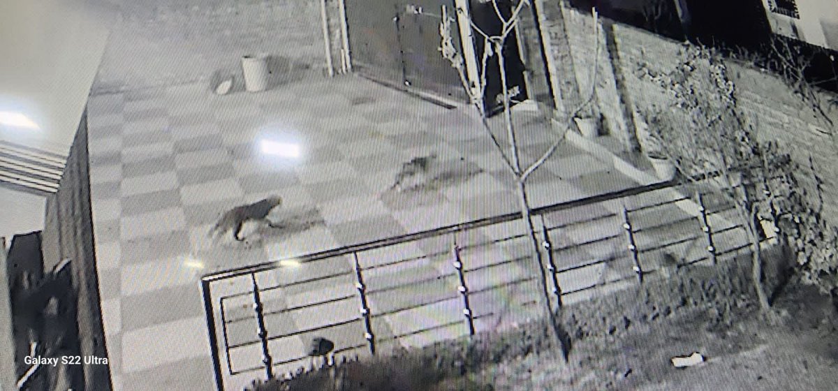 MusseGareeb_'s tweet photo. Wildlife Department Team launched a Search Operation to trap a leopard spotted in Parray Pora area of Srinagar.
Locals said a leopard was seen this morning At Parray Pora area of Srinagar.
#Rawalpora #Wanbal #Parraypora #SanatNagar https://t.co/ZOXfFwQZWb
