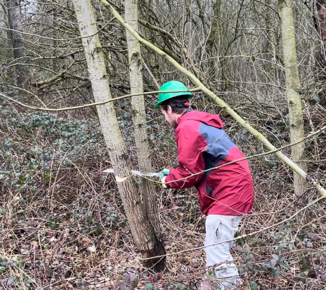 CLarosch's tweet photo. #teamdag #landschapsbeheer @Limb_Landschap omgaan met #silky zagen en slaggereedschap. Vaardigheden aanleren & overbrengen. #hiep #rodax #trekzaag #werpbijl #ochsenkopf Flink erop los gehakt #handkracht 💪🏻 en leerzaam @JanKluskens https://t.co/eF1aV4NYl6