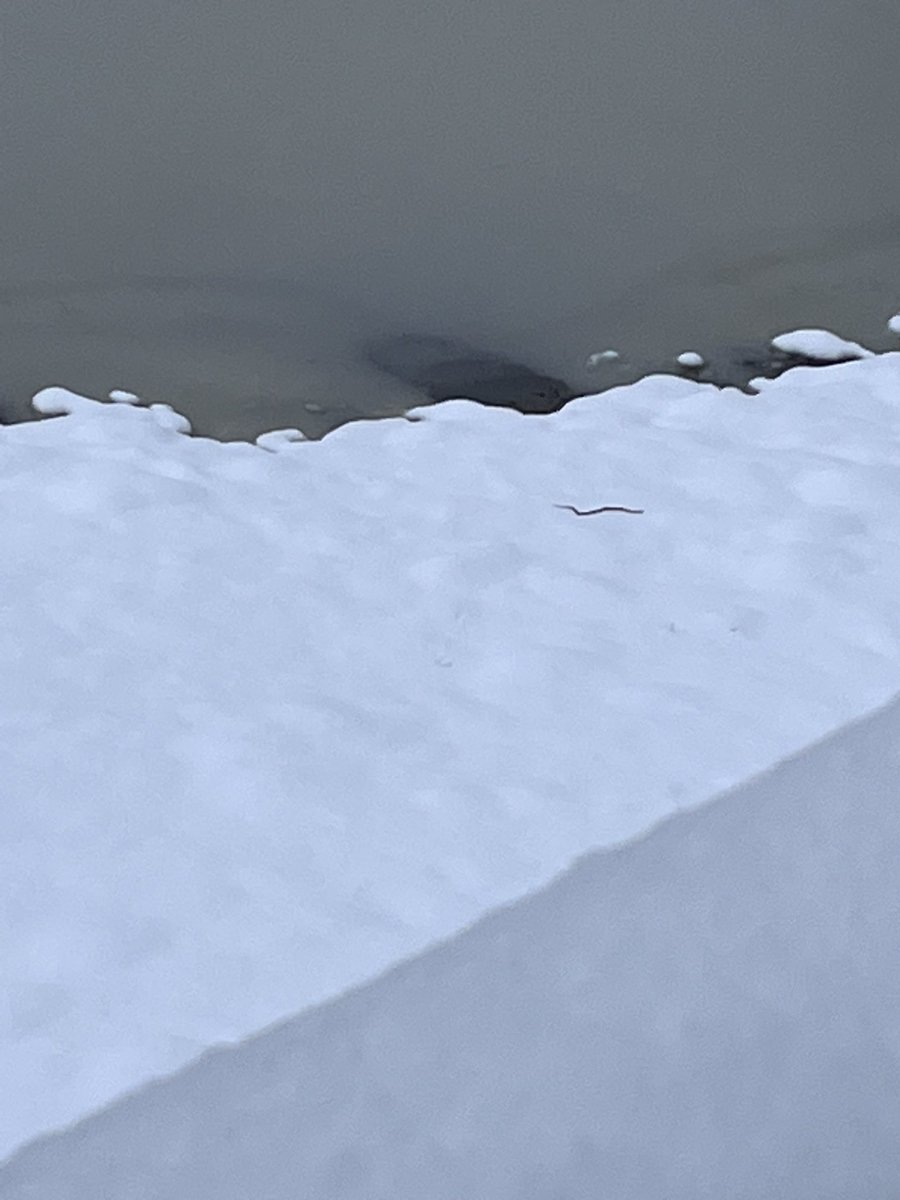 trophysophie89's tweet photo. We have the biggest snow storm in LA since 1989 & todays the day a goddamn snake decides to slither out? Iโm used to encountering snakes in my daily life disguised as โfamilyโ but this takes the cake! WHAT IS HAPPENING!? ๐๐#californiablizzard #LASnow #LABlizzard #snowstorm https://t.co/JH4mIXDl8X