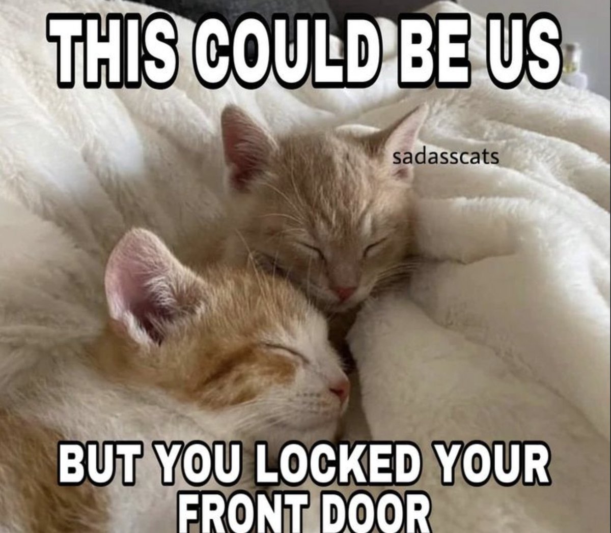 LiterallyMeCats (@literallymecats) on Twitter photo 