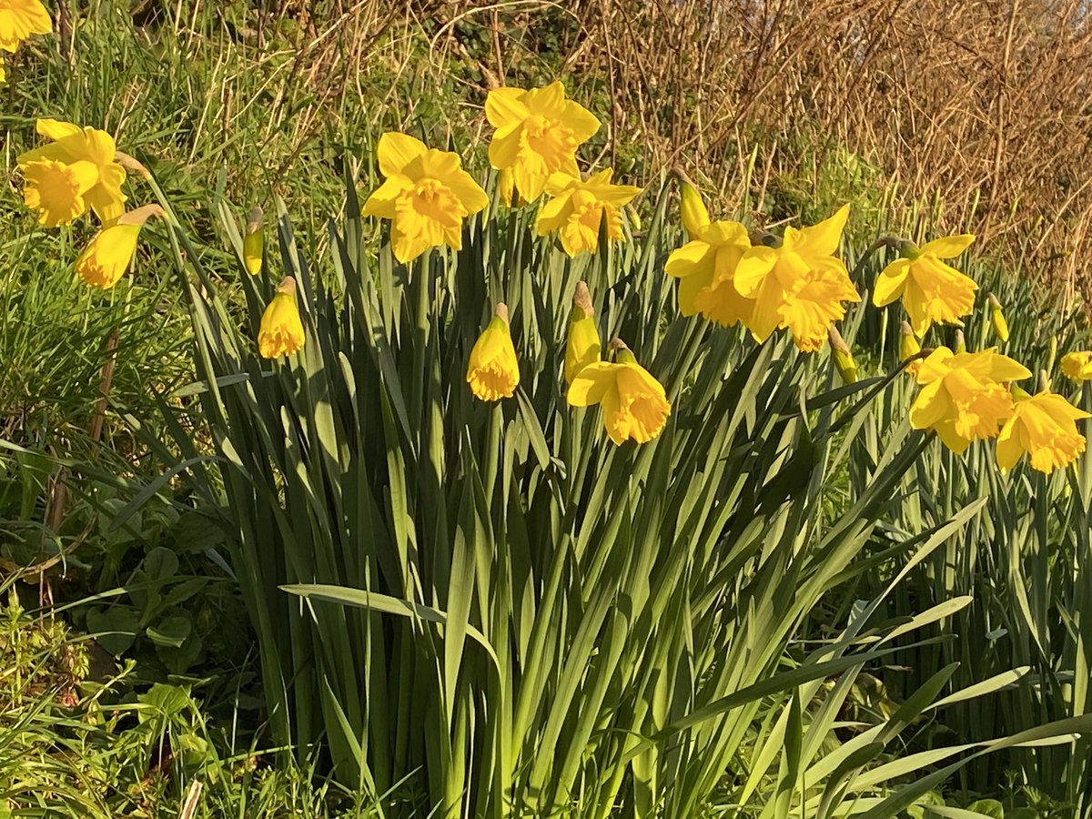 Spring is here in Devon #spring #pickwellbarton #pickwellbartonholidays #farmholidays <a href="/pickwellbarton/">Pickwell Barton Holidays</a> <a href="/FarmStayUK/">Farm Stay UK</a> @explorethecoast