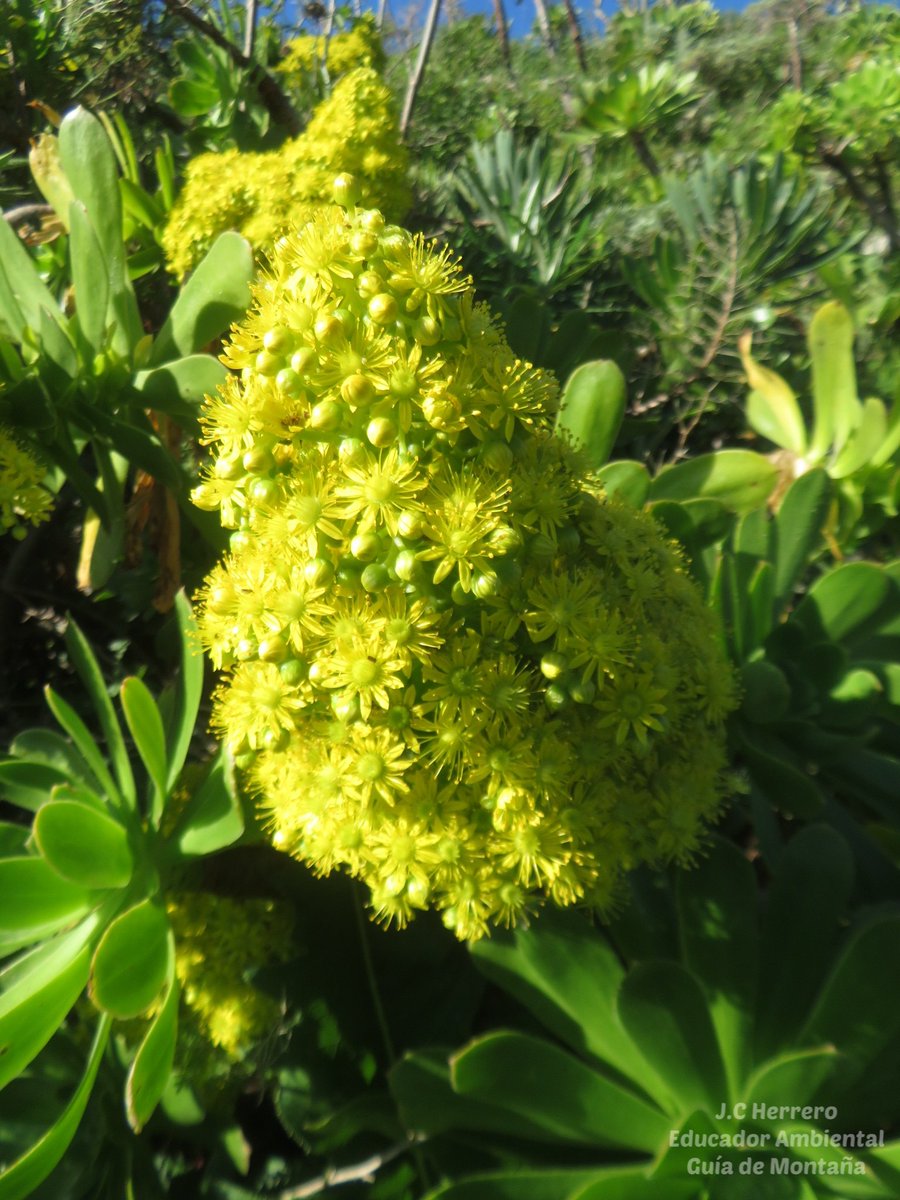 Insurrecto76's tweet photo. Vistas desde el Pico Gonzaliánez con el #Teide al fondo y un #Bejeque arbóreo (Aeonium arboreum) en sus paredes https://t.co/b5U9v36tPh