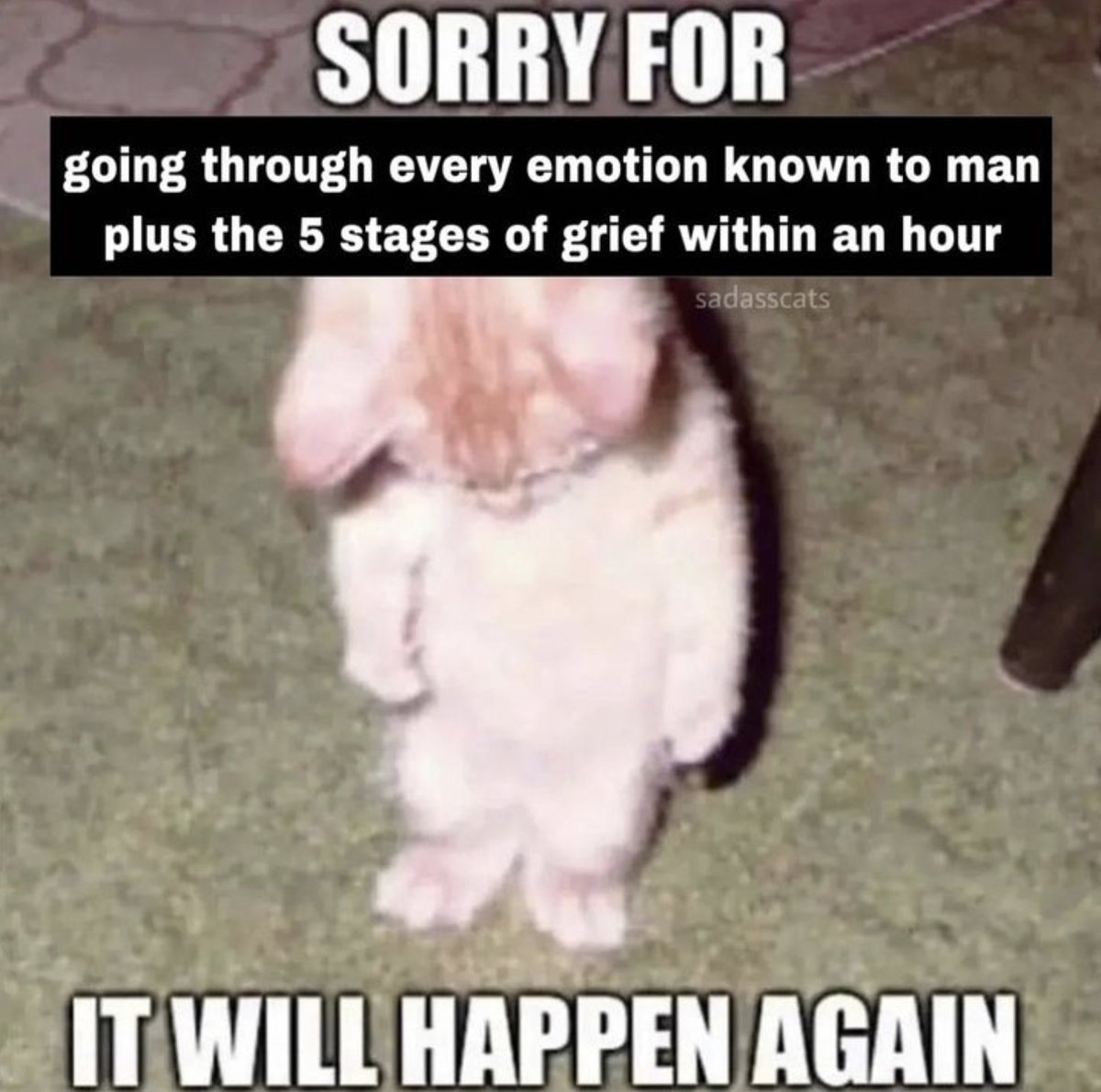 LiterallyMeCats (@literallymecats) on Twitter photo 