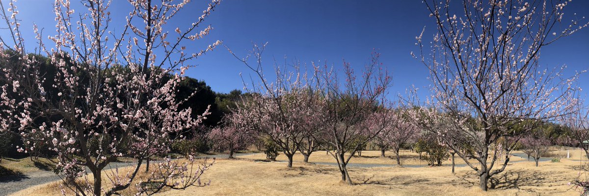 梅もカワズザクラも綺麗だった〜🌸
お花見しながらのお弁当は最高🥺💓
新しく出来たお店も見に行けたし、穴場のパン屋さんも発見できたし、今日は楽しかったなぁ☺️