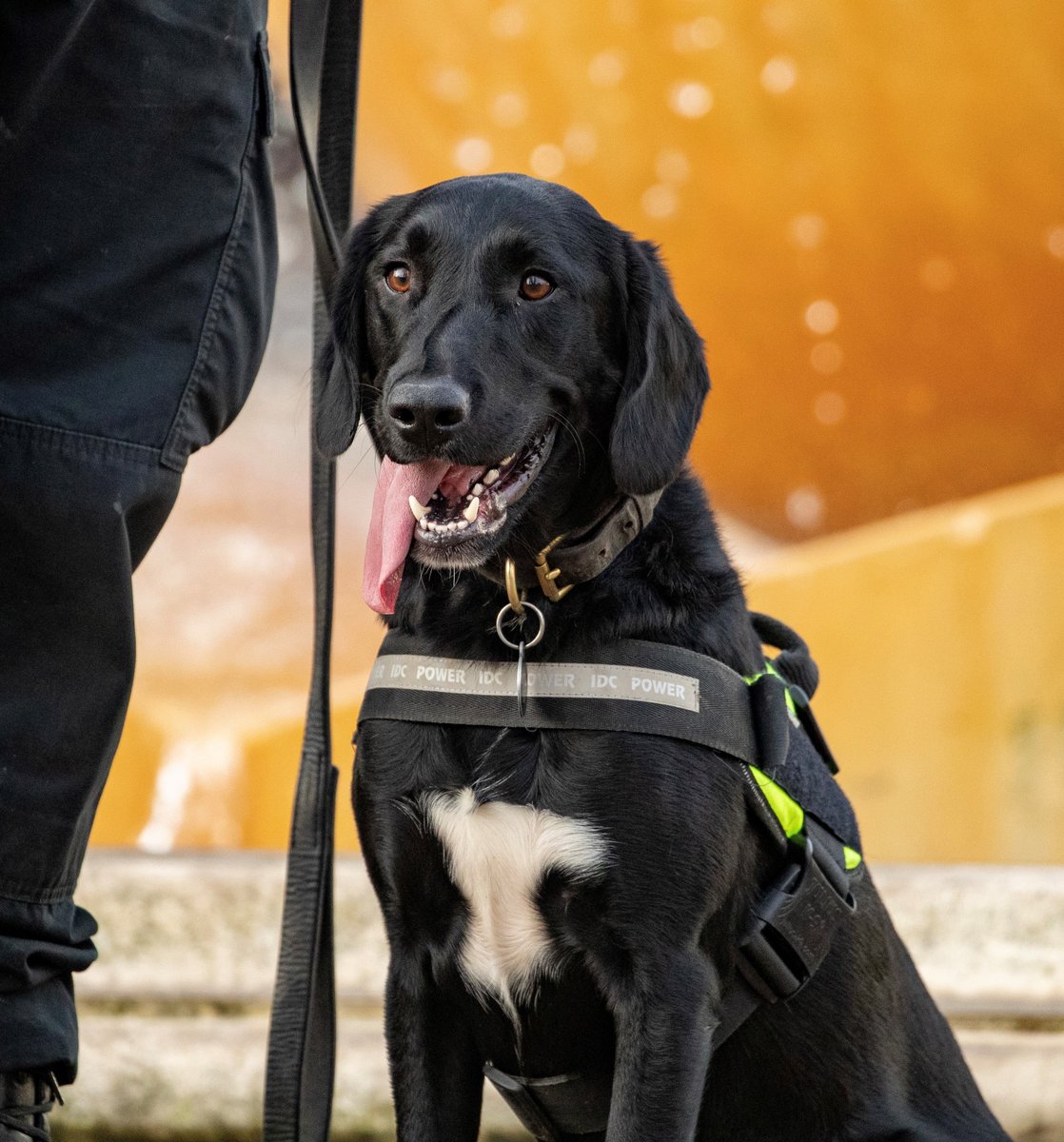 KPTacOps's tweet photo. Staying with our focus on rescued or rehomed Dogs that work for us. Here is PD DOUGLE. DOUGLE was rehomed to us and is working as a Passive Drugs Dog. His job to search people, cars and premises for a whole range of Drugs and he couldn`t be happier in his new role #Dougle https://t.co/6PE0jwrg3F
