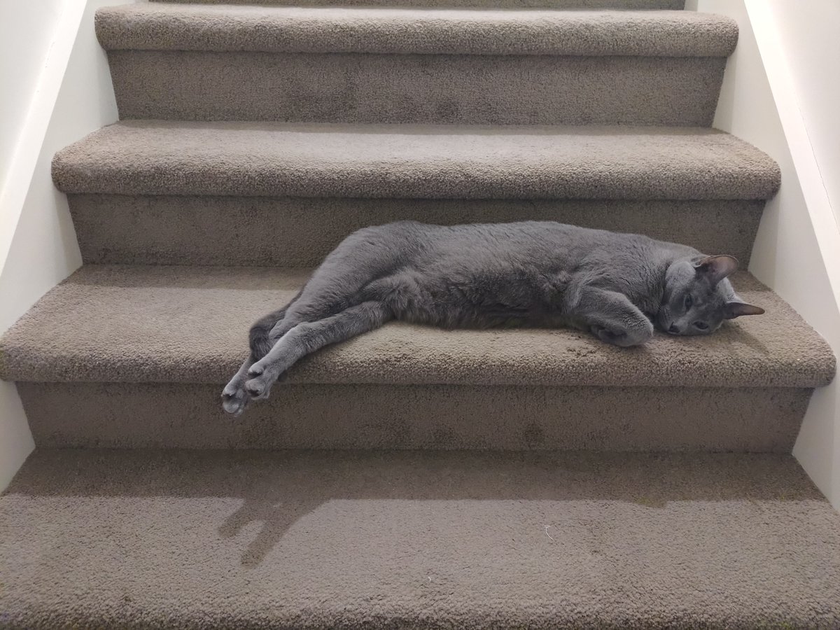 Hotline_Rasmus's tweet photo. @alexsteacy My oldest cat, deciding the middle of the staircase is an acceptable sleeping area. https://t.co/w2EvlUakZA