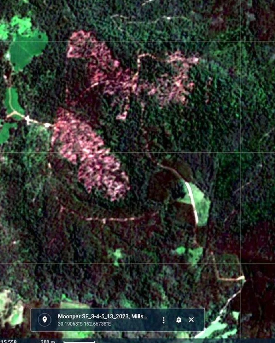 animaljusticeAU's tweet image. &quot;Moonpar nationally significant #koala refuge.
Image 1 Pre-Christmas
Image 2 recent days. Extinctions visible from space thanks to @VisitNSWForests @LiberalNSW.&quot;
(pink &amp;amp; red in image 2, forest entirely removed. Soil visible from space)
-Bellingen Nature
#stopnativeforestlogging