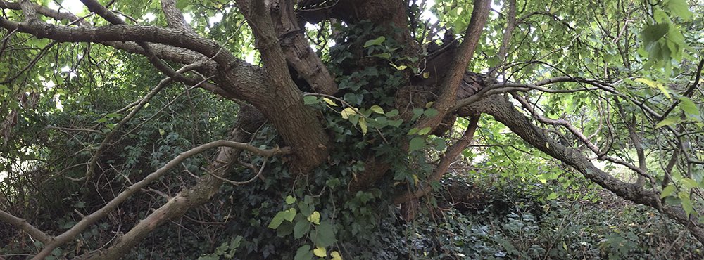 The veteran Ladywell mulberry now and when I last saw it. Please RT and object to it being unnecessarily felled.
