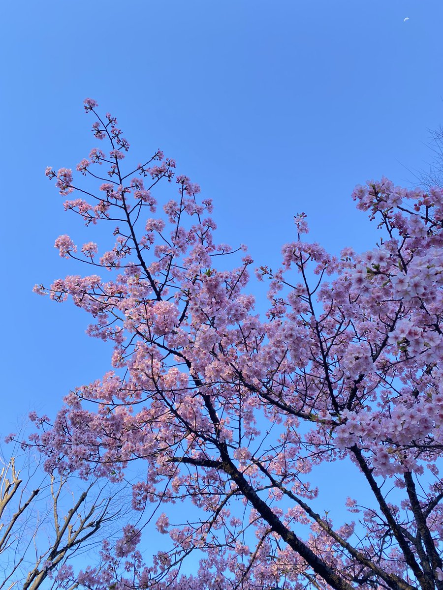 「河津桜が咲いている 」|瀧波ユカリ@3巻発売しました！のイラスト