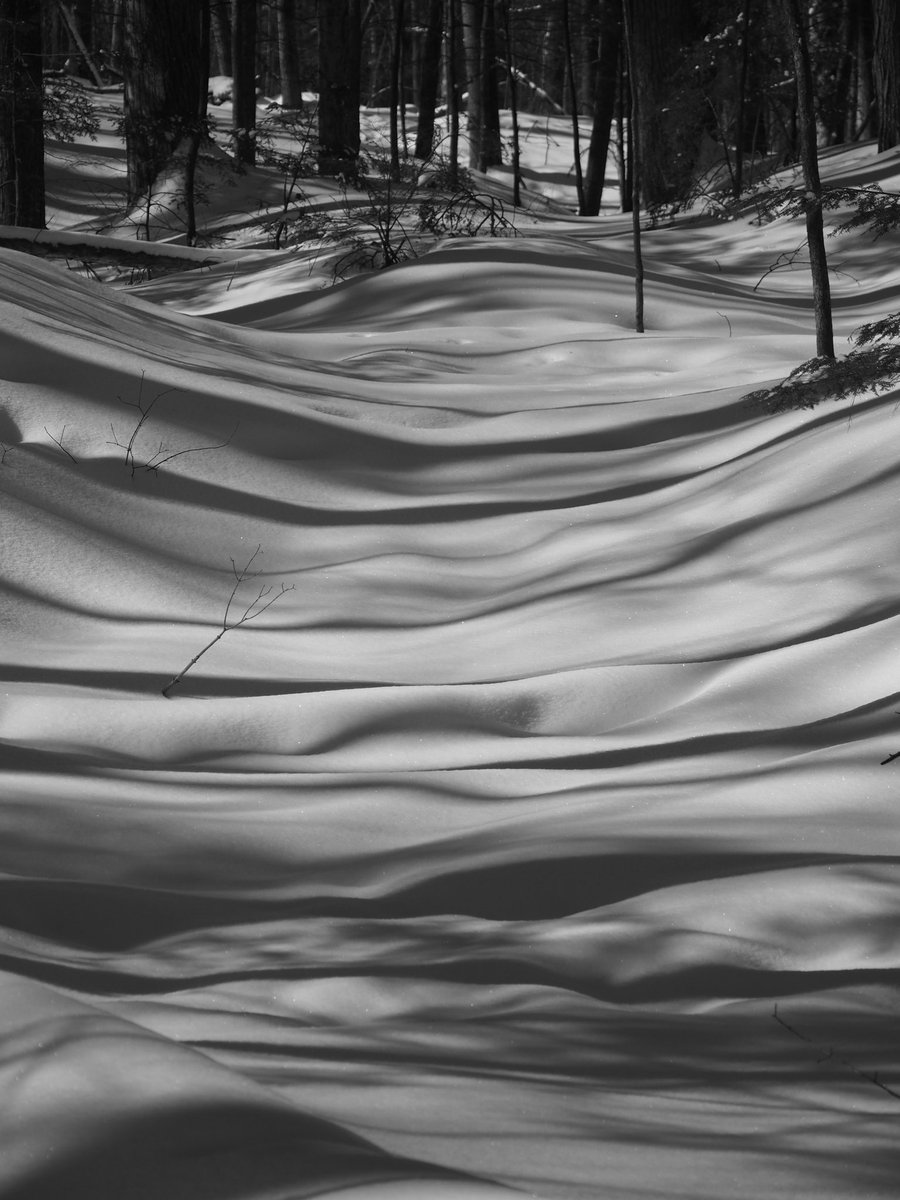 Striations of shadows in the forest! #WINTER #shadows # walking #february #bnwphoto #bnwphotography #bnw #bnwomonth #em5mkii #em5mk2 #getolympus