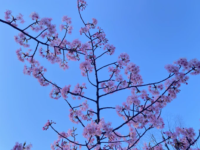 空がひび割れたところから花が咲いている 