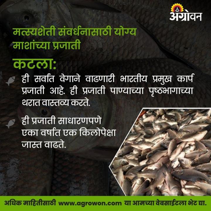 AGROWON's tweet photo. मत्स्यपालनसाठी निवडलेल्या प्रजातींमध्ये काही आवश्यक गुण असावेत. जलद वाढीचा दर, अल्पावधीत मोठ्या आकारात वाढणाऱ्या मत्स्य जाती महत्त्वाच्या आहेत.
सविस्तर वाचा https://t.co/5OLhX4TWSv
#FishFarming #FishBreed #Fish #Agrowon https://t.co/83LIAr0J4t
