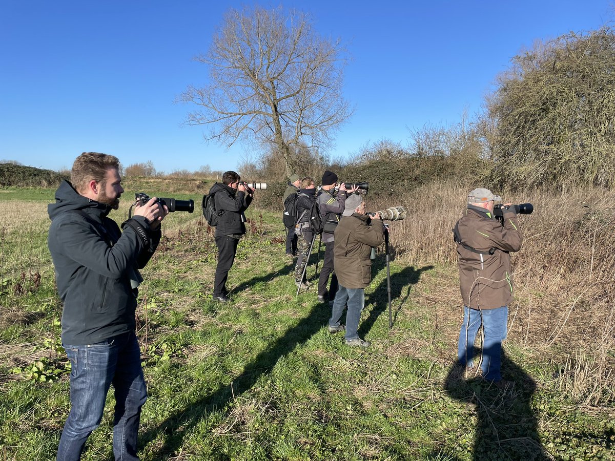 Wintering Pallas warbler at Weurt, Netherlands, this morning. 

Cold but good fun with <a href="/VerdoesM/">Martijn Verdoes</a>.

#birdsseenin2013