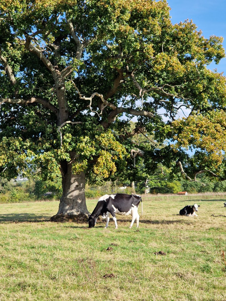 kmitchell766's tweet photo. @DailyPicTheme2 Two #Idylic photos from me today. We have rural pastures all around where I live, ancient oaks prevail and here is one a short walk from my house. A peaceful scene for you to ponder on if you live in noisy, busy town and cityscapes. I am a Country Gent. https://t.co/4KsM0jZ743