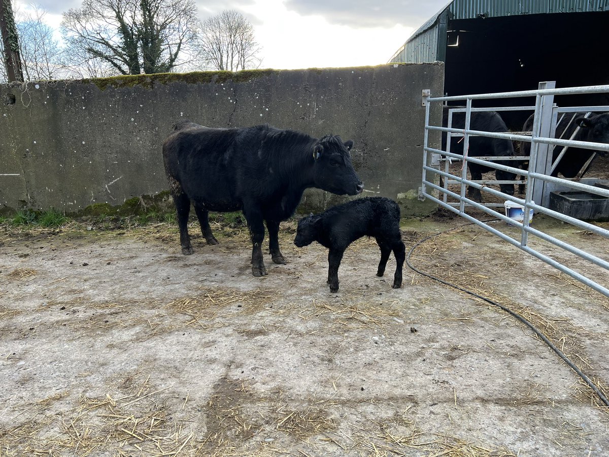 Pat Quirke tweet media