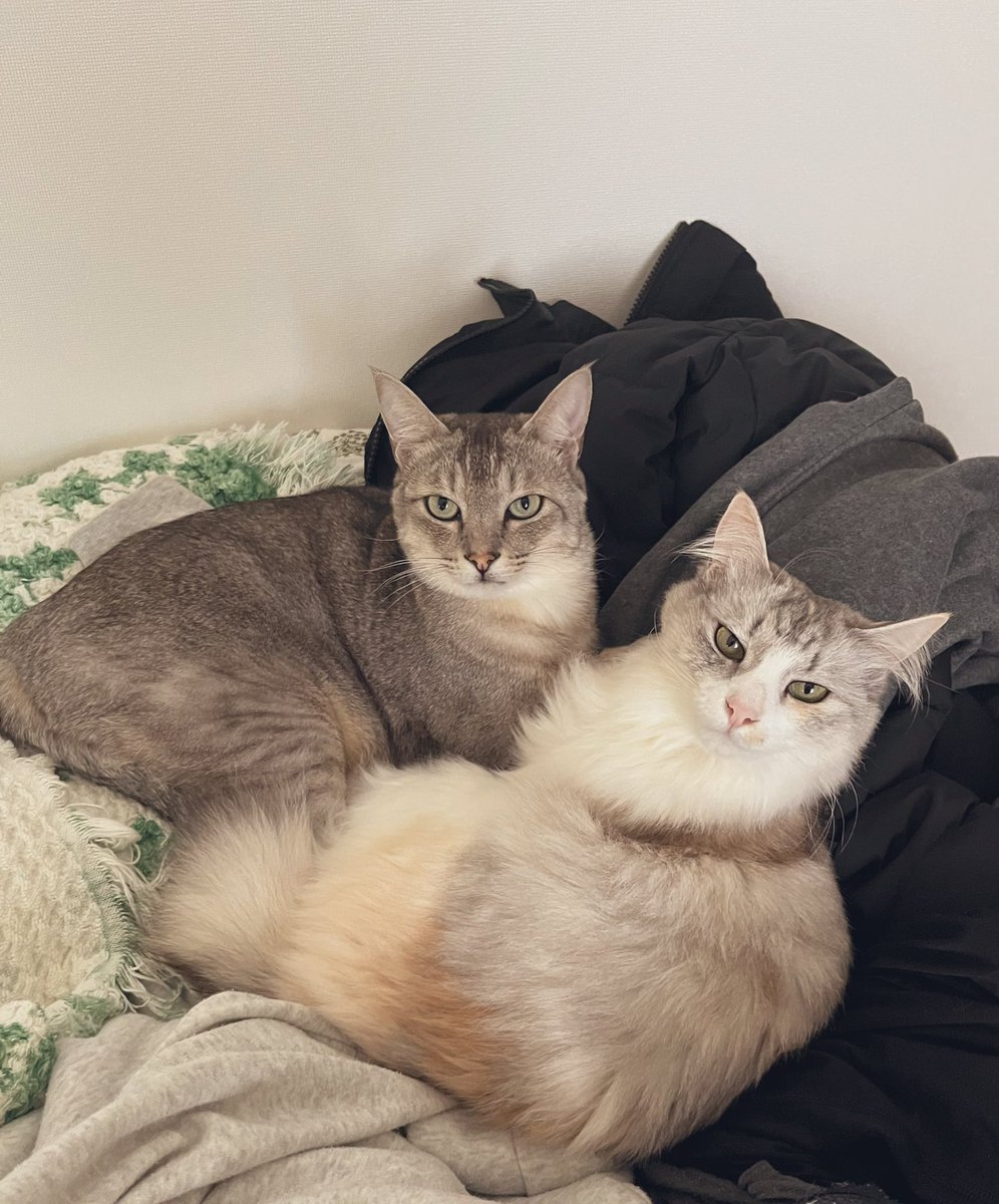 lenomano's tweet photo. 脱ぎ散らかした飼い主を軽蔑するねこず
#猫 https://t.co/0bKqWKid70