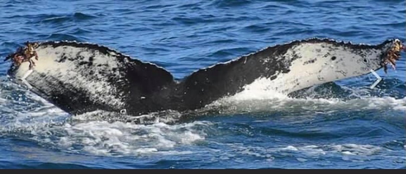 Scottish humpback ID tweet media