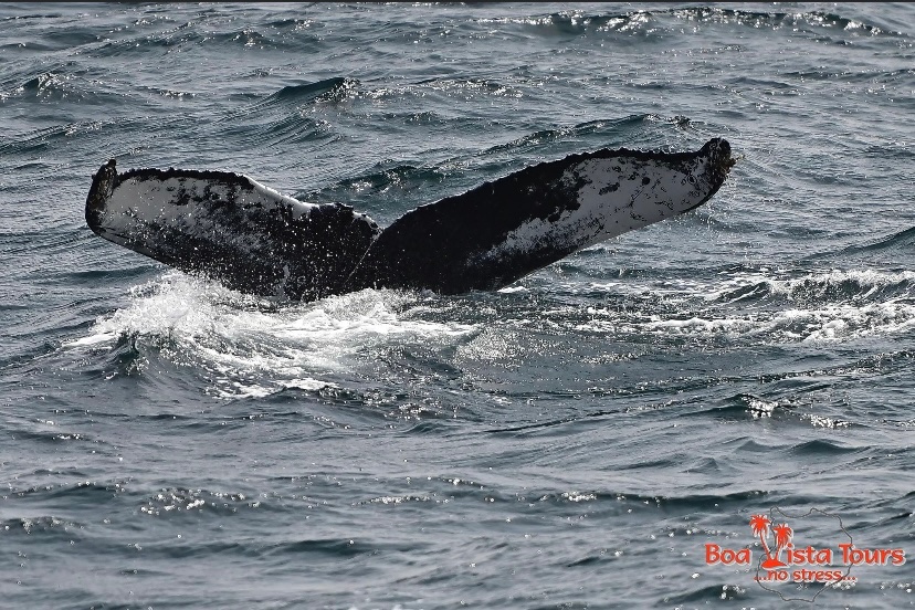 Scottish humpback ID tweet media