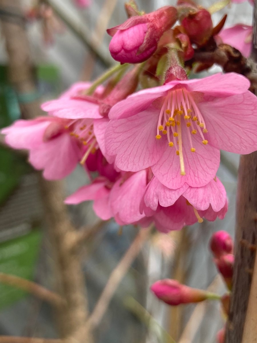 Bud Garden Centre tweet media