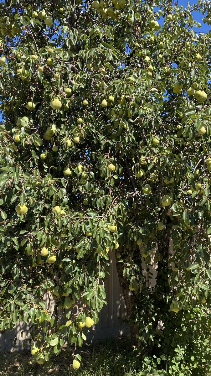 ProfitProphetIn's tweet image. Pear tree very productive this year 🍐