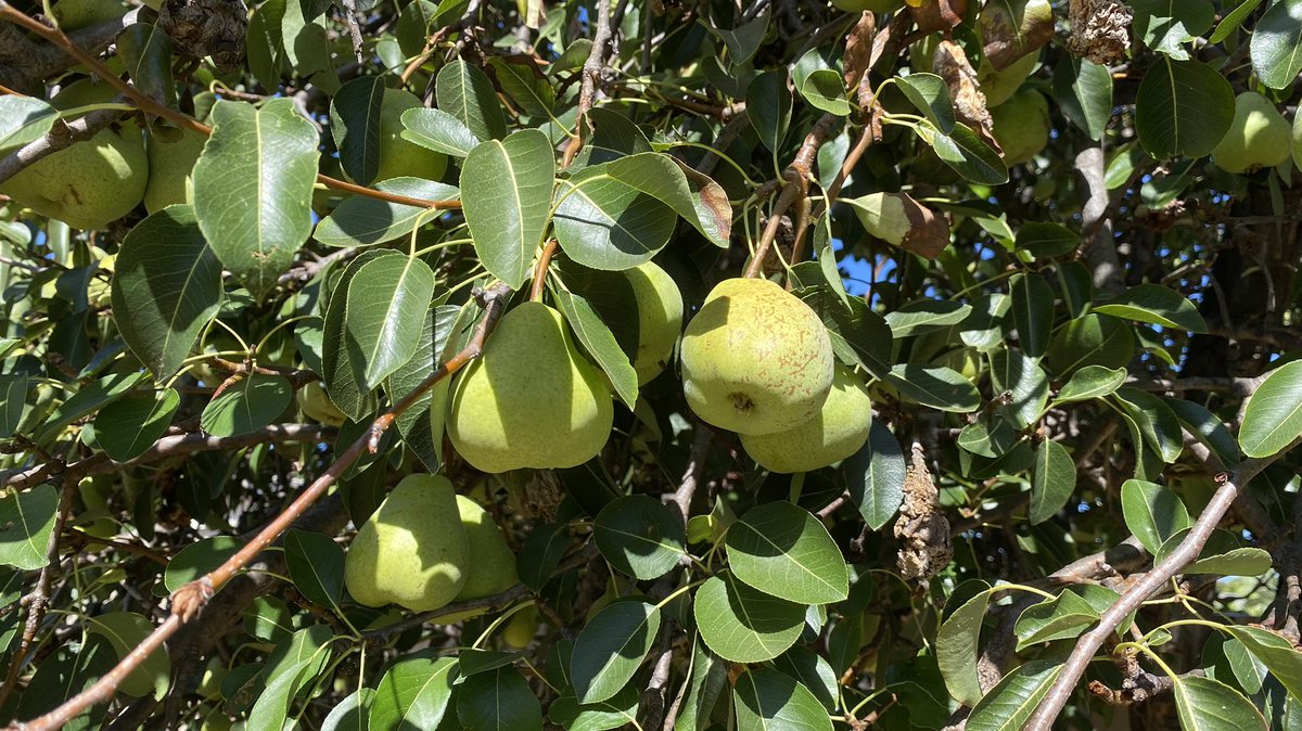 ProfitProphetIn's tweet image. Pear tree very productive this year 🍐