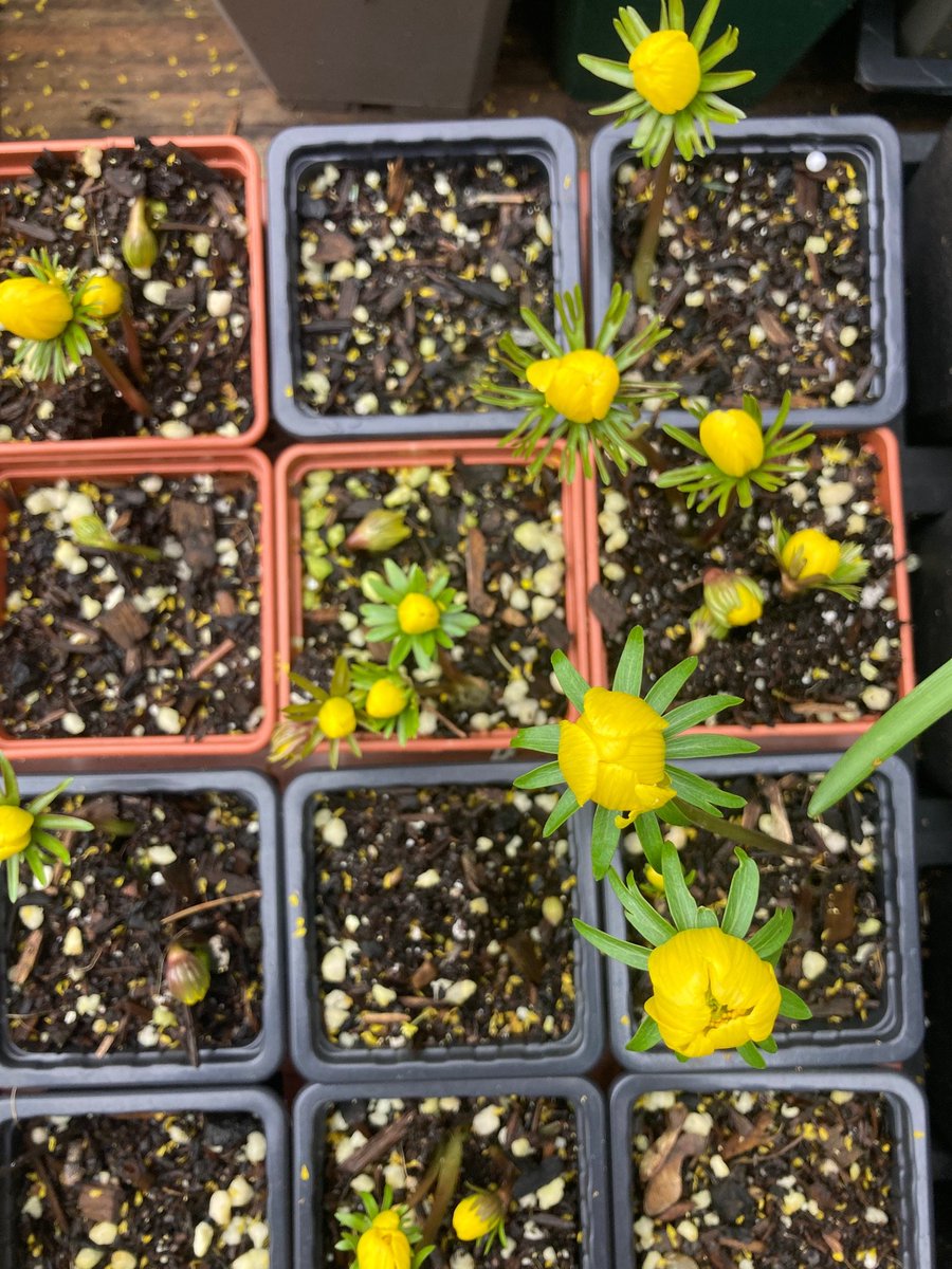 Bud Garden Centre tweet media