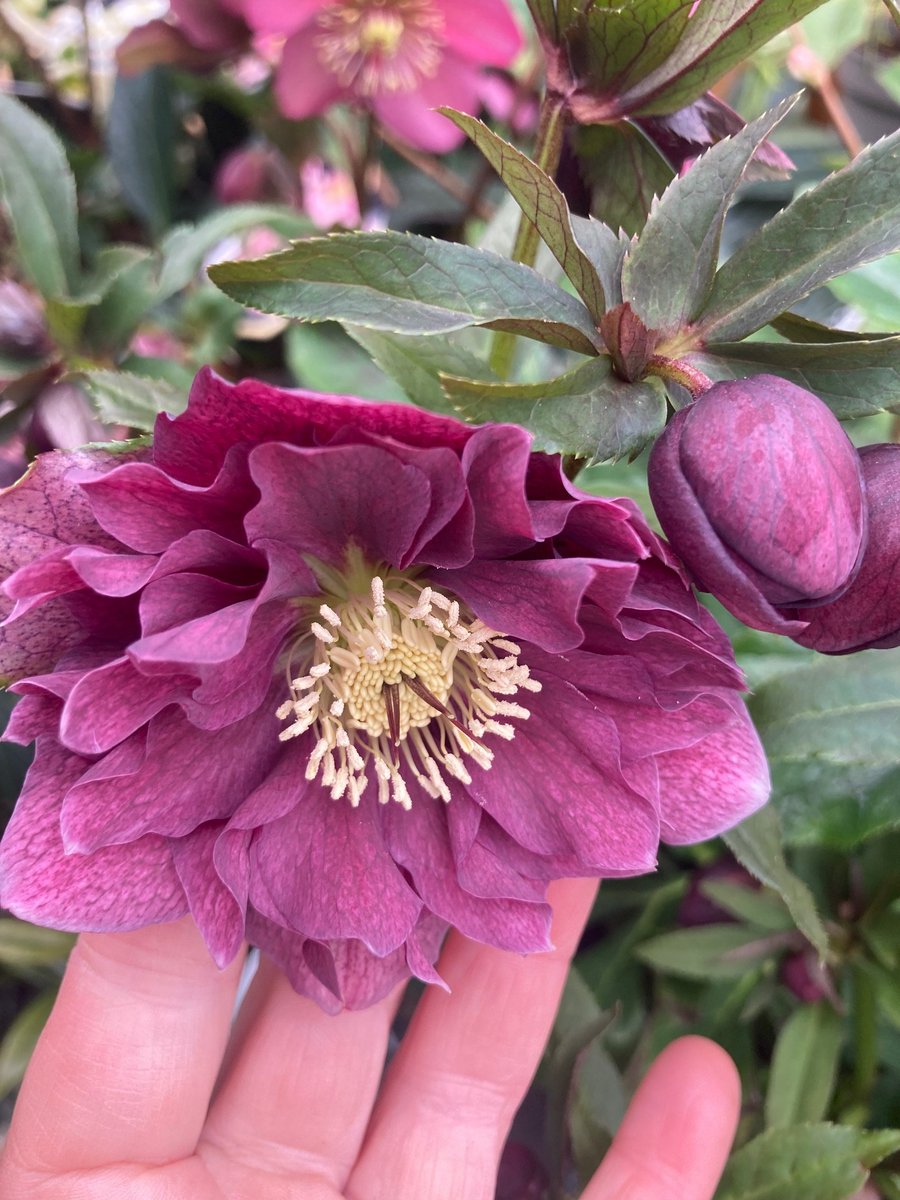 Bud Garden Centre tweet media