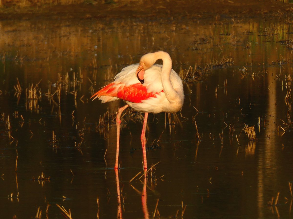 xusvalencia's tweet photo. Todavía están por aquí 🦩🦩🦩🦩
Si podéis, disfrutad de ellos 💕😍

#FelizDomingo #Valencia #26Feb
📍Parque Natural de la Albufera 
@apuntoratge #NaturePhotography https://t.co/XSek2lq5uq