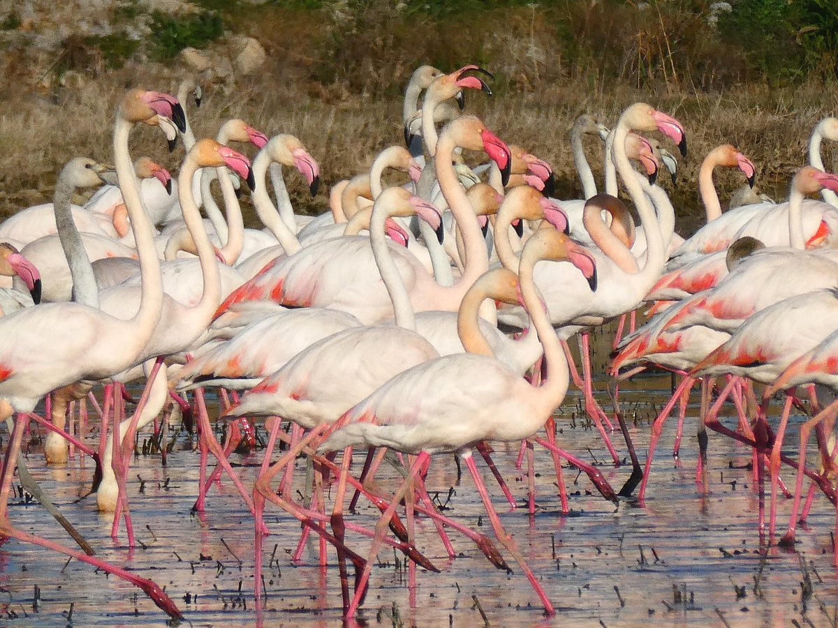 xusvalencia's tweet photo. Todavía están por aquí 🦩🦩🦩🦩
Si podéis, disfrutad de ellos 💕😍

#FelizDomingo #Valencia #26Feb
📍Parque Natural de la Albufera 
@apuntoratge #NaturePhotography https://t.co/XSek2lq5uq