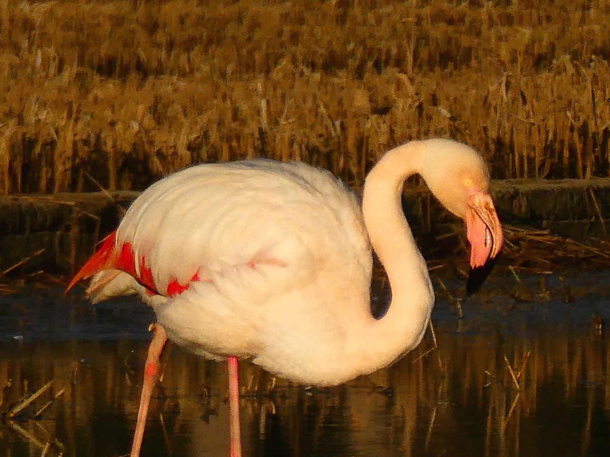 xusvalencia's tweet photo. Todavía están por aquí 🦩🦩🦩🦩
Si podéis, disfrutad de ellos 💕😍

#FelizDomingo #Valencia #26Feb
📍Parque Natural de la Albufera 
@apuntoratge #NaturePhotography https://t.co/XSek2lq5uq