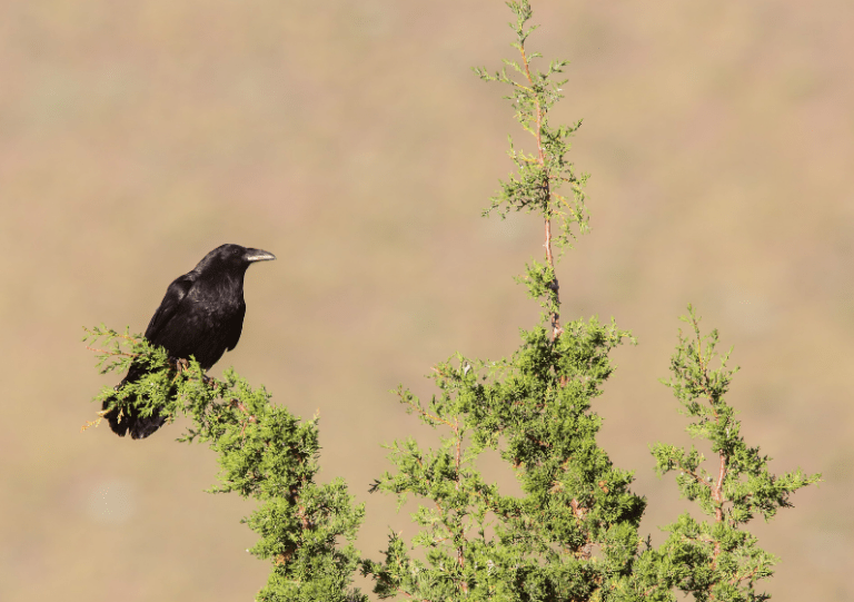 jsabonr's tweet photo. Portland Audubon has been and will be advocating for ravens and other animals. Check them out to see how you can help save more animals.
https://t.co/w9Rximh8EP
#39canimals https://t.co/1PlXR3mLnj