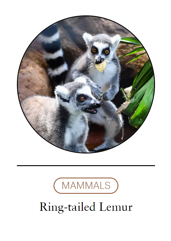 こんにちは、みんな。 私の名前は Brainjai です。香港出身です。 私は金曜日に香港動植物園に行きました。これは香港で最も早い動物園です。 後ろにいるのはワオキツネザルという動物ですが 動物園に行くモチベーションをくれてありがとう！ LFG!|
#TMAs #TheMafiaAnimals #動物園tomint