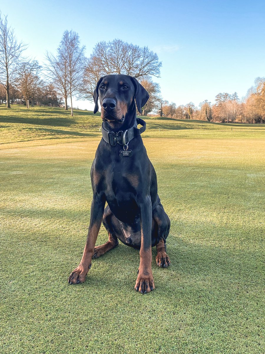 Course set up with Odin on patrol this morning 🐿️ 
<a href="/DogsOfTurf/">Dogs Of Turf</a>