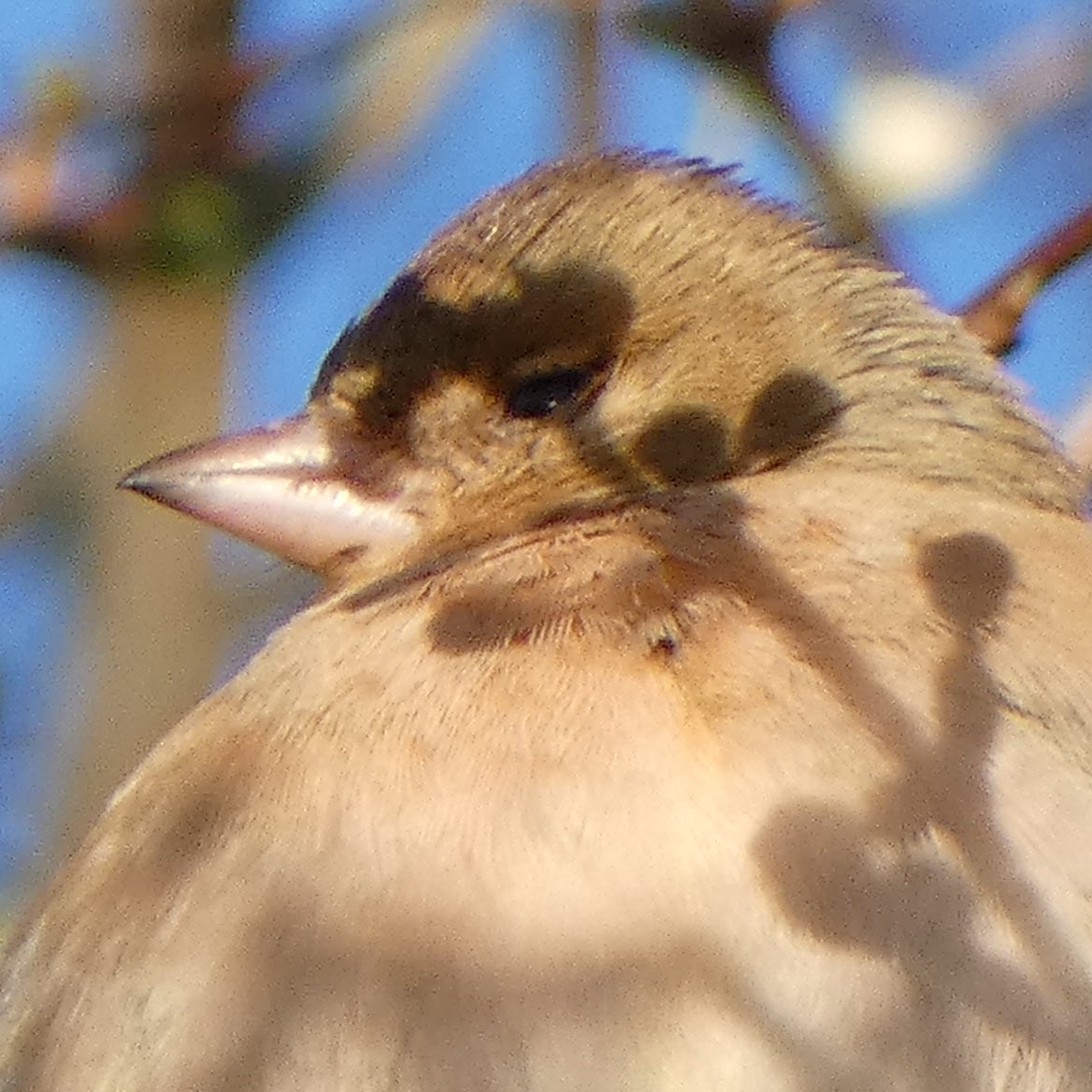 Mama vink heeft (oog)schaduw op de #Suikerzijde voorjaar in aantocht…