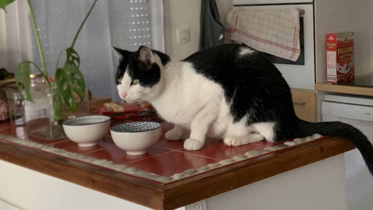 HaruPoticha's tweet photo. Alors bonchouràtous,
Je suis Totoro, chat digne.
Je reprends possession titapti de la mamaison que c’était la mienne avant, je précise, enfin bref.
Je fais le sentir de tout pour être sûr que le monstre chelou - soi disant mon bro - il a bien fait le partir pour toujours. https://t.co/5F1g7zGmTt